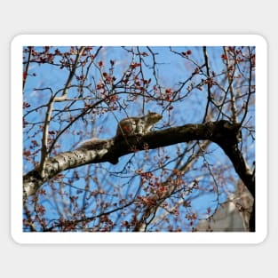 Central Park Squirrel Sticker